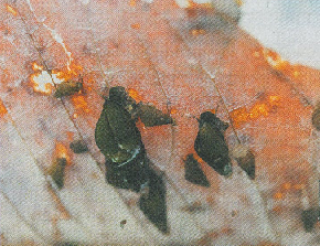 ホタルラボ カワニナ・ゲンジボタル保護育成研究室で飼育・研究されているカワニナの写真
