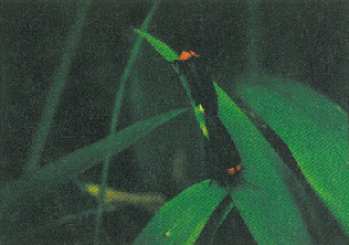 (画像)夜に2匹のホタルが葉の上で光っている写真