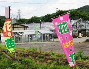 豊花園のビニールハウスと、花と花の苗と書かれた旗の写真