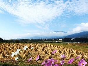 青空と田んぼに並ぶ多くの藁の三角帽子の写真
