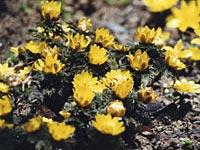 タンポポのように黄色い花の福寿草がたくさん咲いている写真