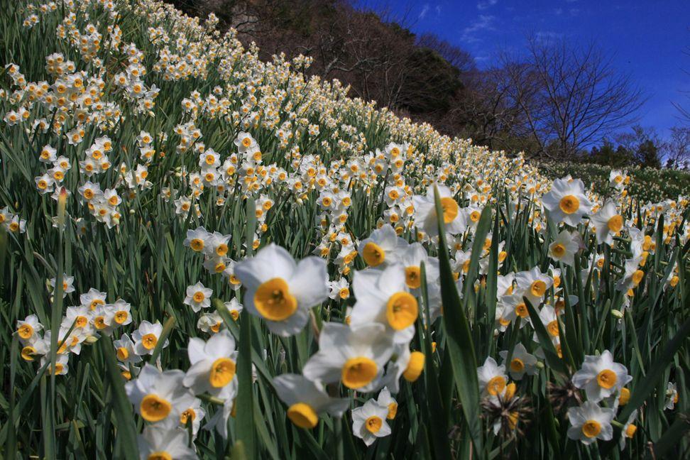 鋸南町特産の日本水仙の写真