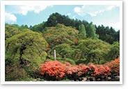 春のしだれ栗自生地の写真の縮小画像