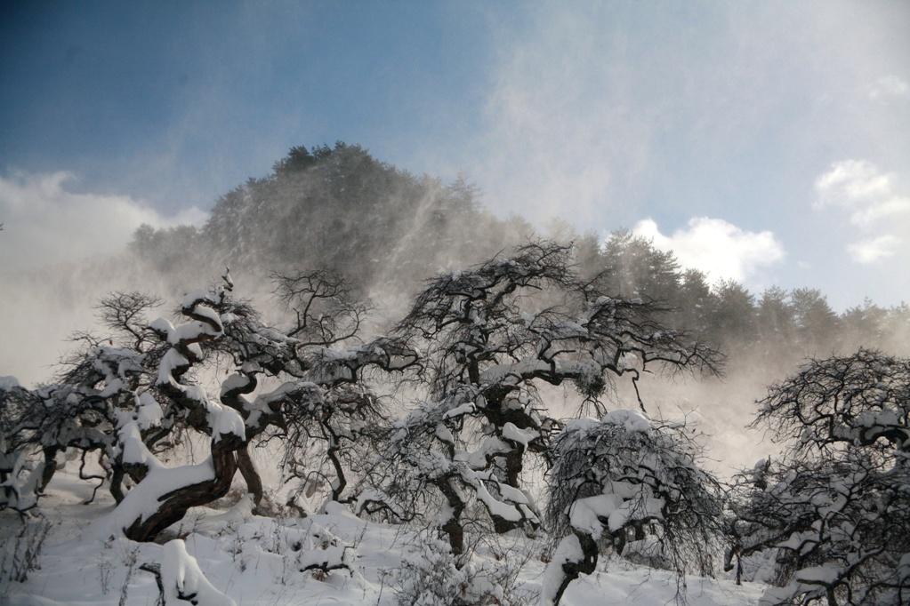 雪化粧のしだれ栗の木々の写真