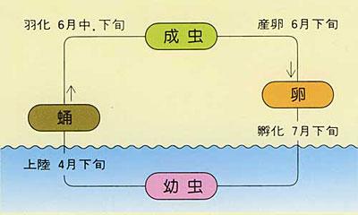 ゲンジボタルの一生