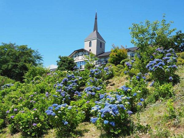 紫の花が咲いているたつのパークホテルの写真画像