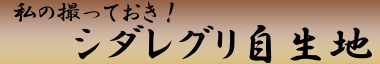 私のとっておき！シダレグリ自生地