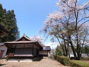 桜の木と八嶋神社の写真画像