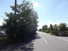 道路に張り出した樹木の画像