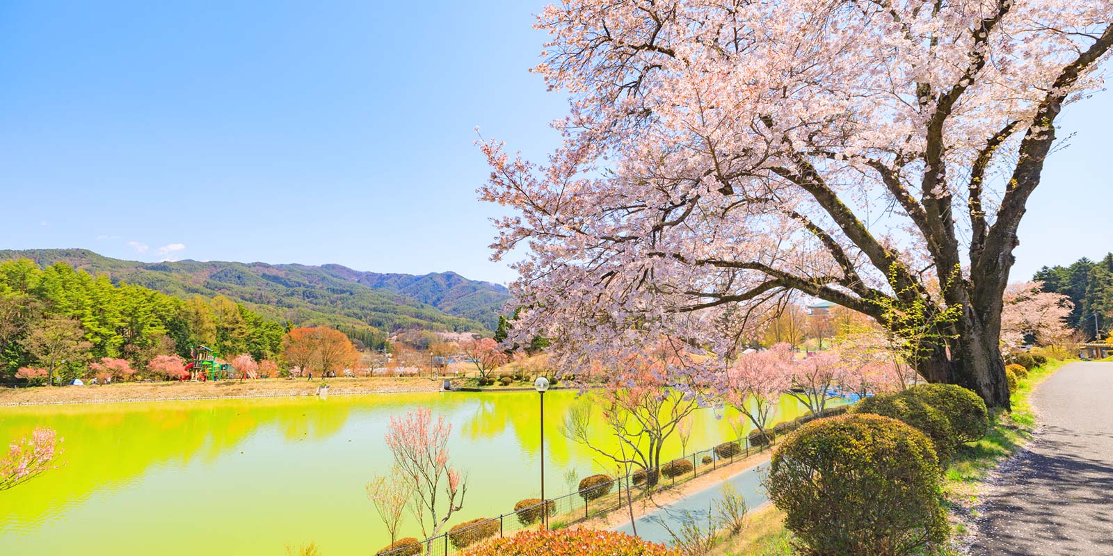 荒神山桜