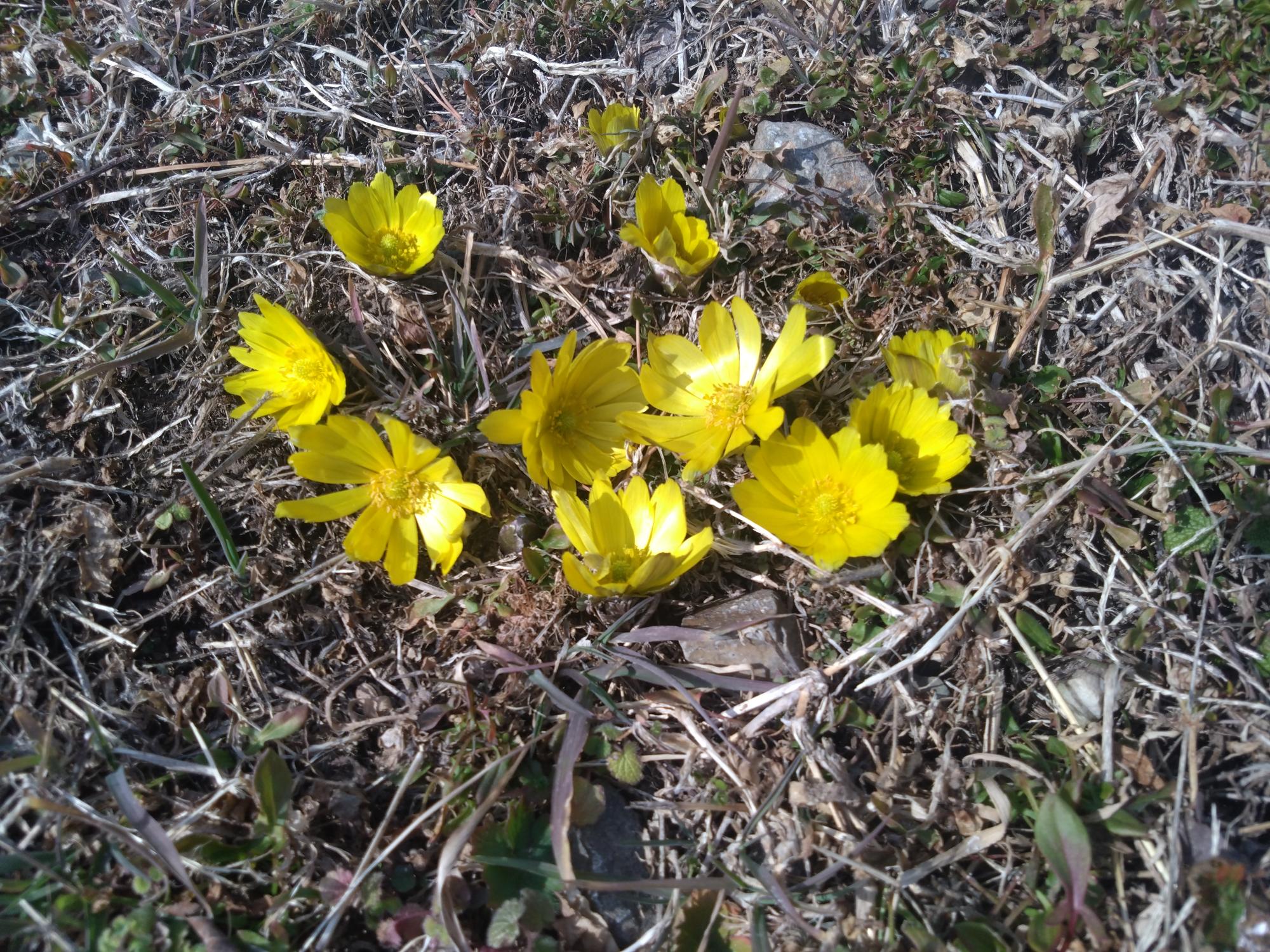 1月23日 福寿草
