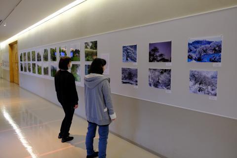 小野のシダレグリ自生地パネルを見る2名の人たちの写真画像