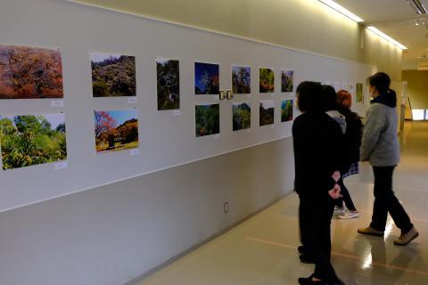 小野のシダレグリ自生地パネルを見る四名の人たちの写真画像