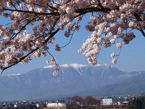 山頂に雪を残した山脈を背景に咲き誇る桜の写真