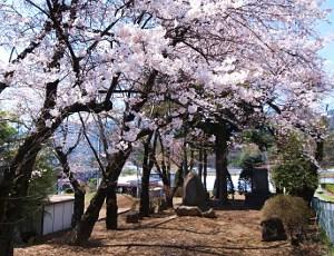木曽次郎兼光の墓とその周囲で満開に咲き誇る桜の写真