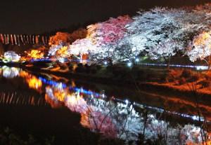 ライトアップされた夜桜と、ライトアップされた夜桜が川の水面に反射している写真