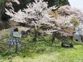 満開の桜の木の下にある日本最古の道祖神の写真