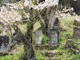 桜が咲く木の下にある複数の道祖神の写真