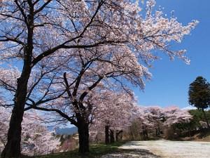 グラウンドに植えられた多くの桜が満開に咲き誇る写真
