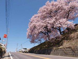 県道沿いで立派に咲き誇る桜の写真