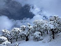 雪山に生えて雲と雪に覆われたしだれ栗の写真