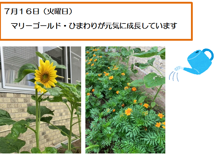 役場前花壇(2)