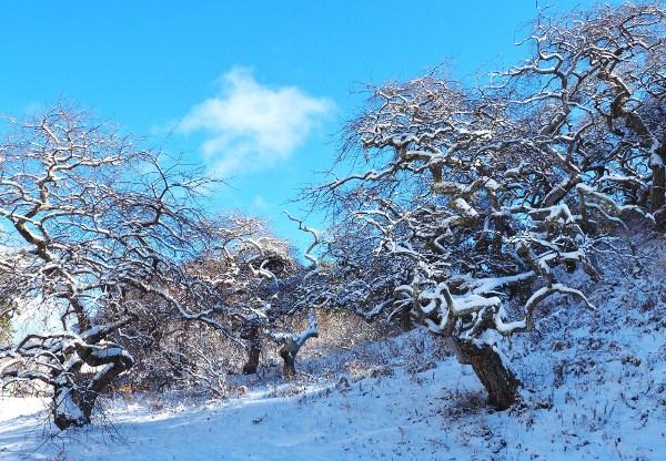 青空の下で雪が積もっているシダレグリの写真画像