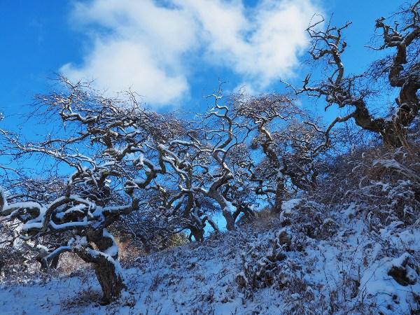 青空の下で雪が積もっているシダレグリの写真画像