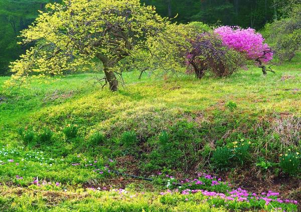 緑のシダレグリの写真画像