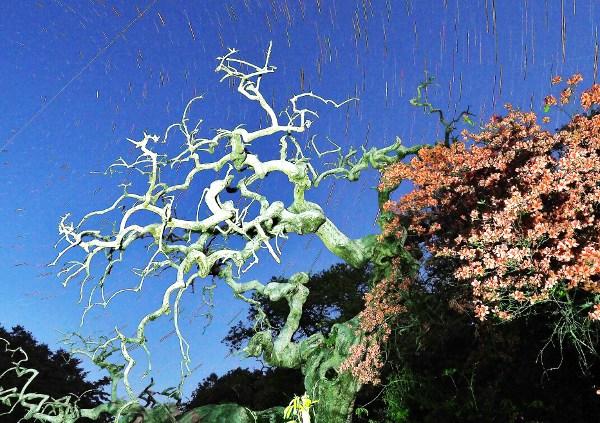 シダレグリの枝の写真画像