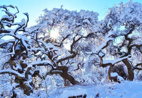 雪が積もっているシダレグリの写真画像