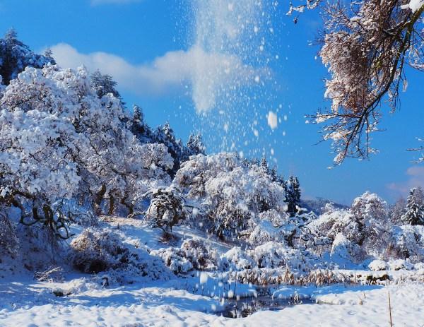 積もった雪が落ちかけているシダレグリの写真画像