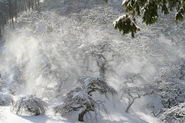 雪が吹雪いているシダレグリの写真画像