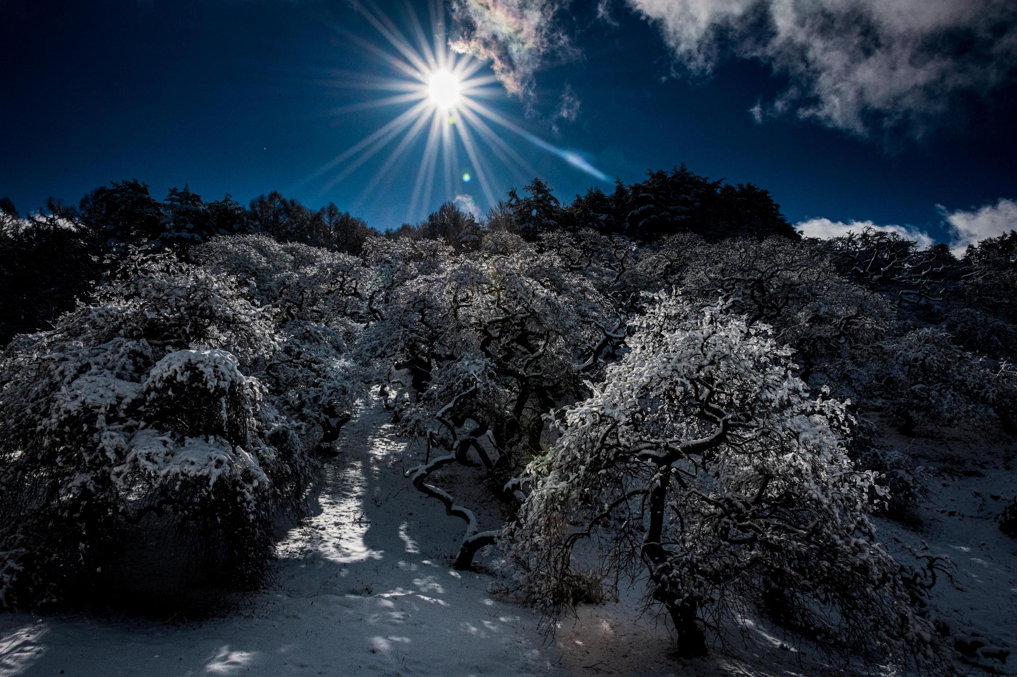山の斜面で雪に覆われたしだれ栗の木々が、真っ青な空に輝く太陽の光に照らされている様子の写真