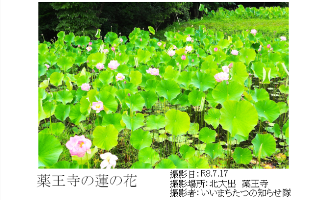 shidareguri3