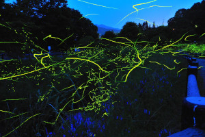 夜に蛍が草むらの中で光り輝いている写真