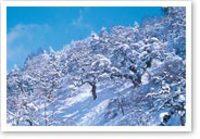 シダレグリ栗自生地の雪化粧の写真