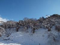 冬の山で雪化粧のしだれ栗の木々