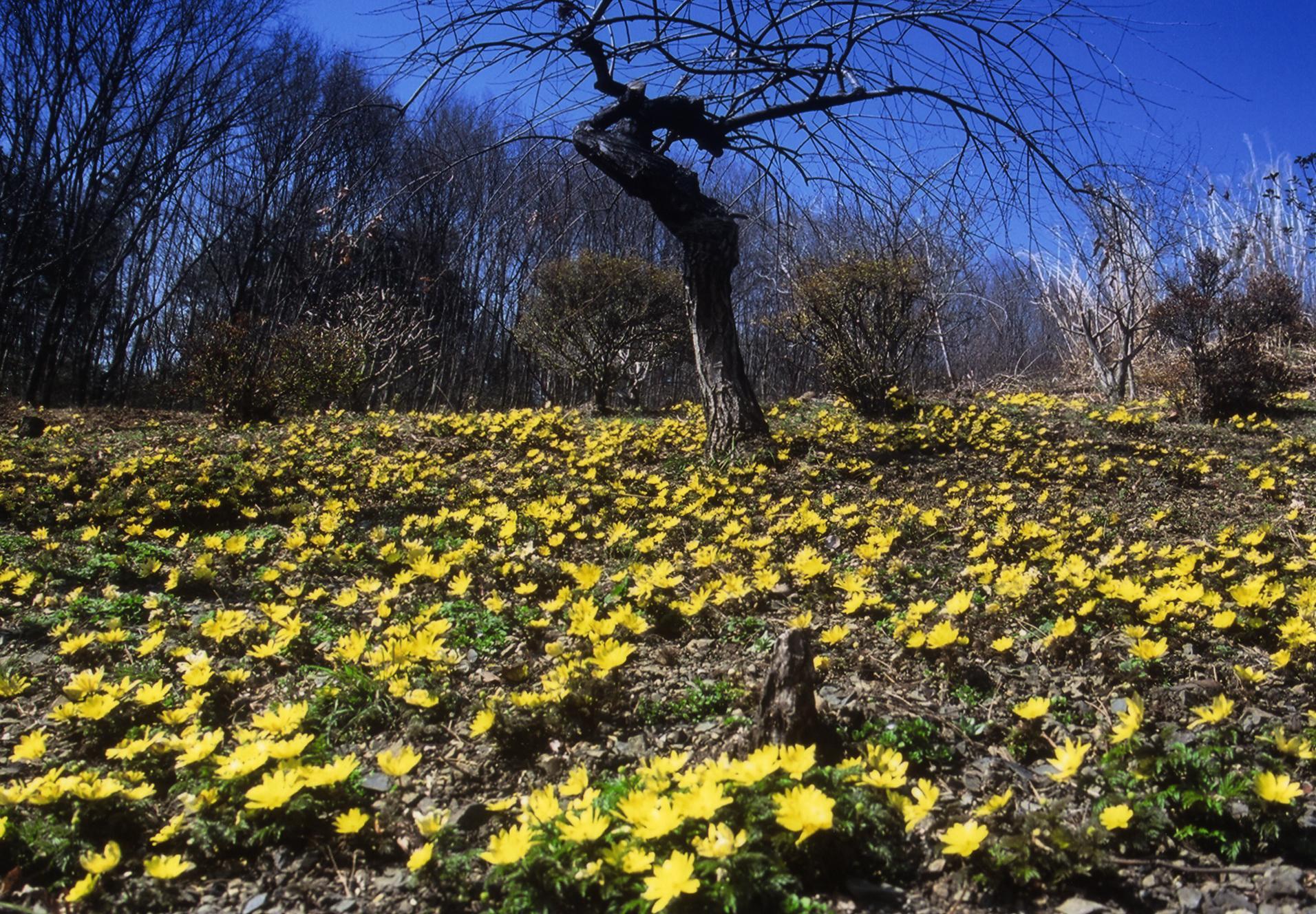 手前に黄色いかわいらしい福寿草がたくさん咲き、遠くに枯れ木が1本立っている様子の写真
