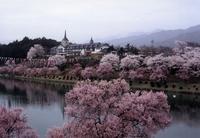 桜が満開の写真