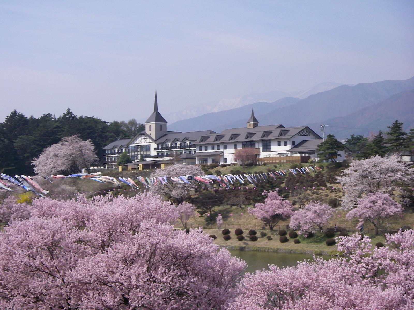 手前に満開の桜の花、遠くに洋館風の建物を望む写真