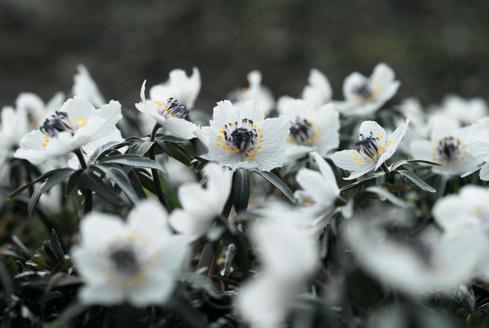 白いセツブンソウの花が一面に咲いている写真