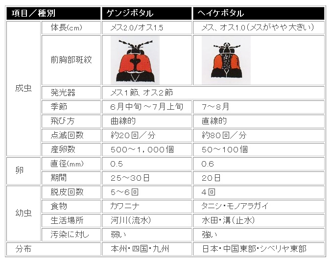 ゲンジボタルとヘイケボタルの違い