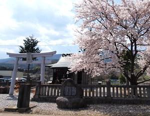 桜の木と鳥居と八王子神社の写真画像