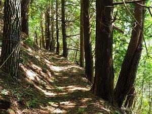 平坦な山道の画像