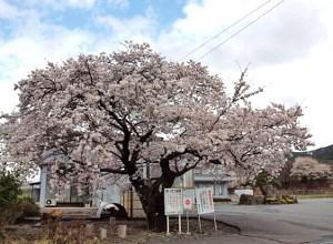 満開に咲き誇る1本の桜の写真