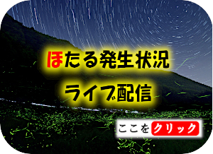 ライブ配信へのリンク