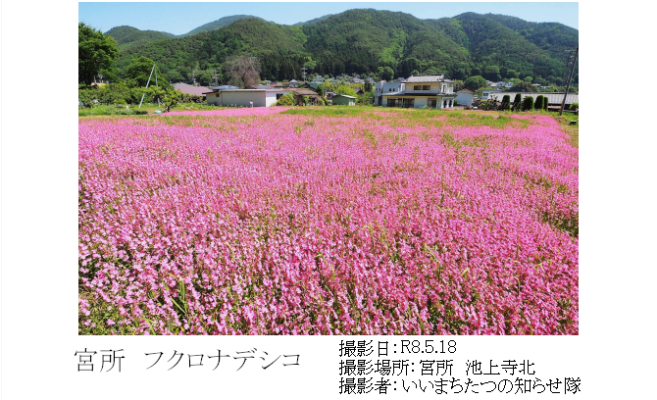 shidareguri3