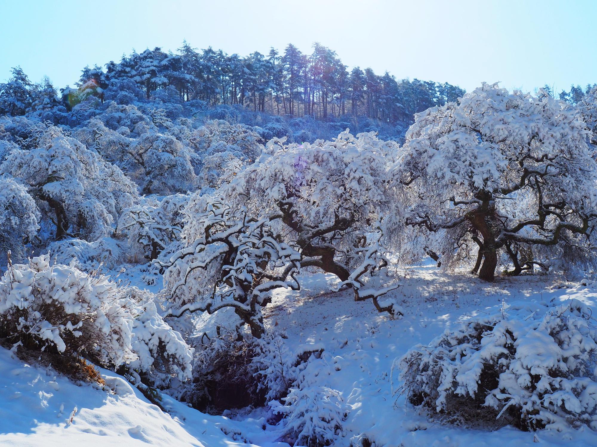 塩嶺王城県立公園