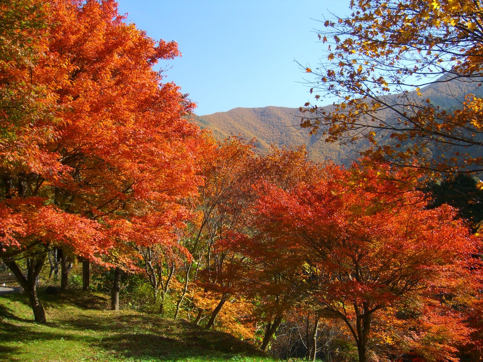 山々を遠くに臨む横川渓谷の紅葉の写真